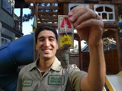 Denver rodent trapping